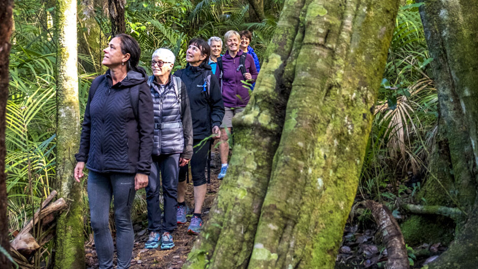 harnessing forest and mountain therapies